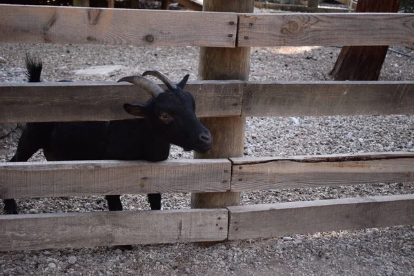 Funny Cute black goat detailed portrait. Village farm with domestic animals. Cute black goat with horns stuck his head through the fence on the farm