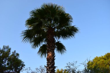 Mavi güneşli gökyüzü olan güzel bir palmiye ağacının dibinde. Güzel yemyeşil yapraklar kahverengi kalın gövdeden, güneşli mavi gökyüzü arka planda büyür..