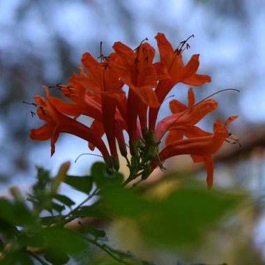Hanımeli burnu ya da turuncu çiçekli Tecoma kapensis çalısı. Tecoma capensis, Güney Afrika 'da yetişen Bignoniaceae familyasından bir bitki türü..