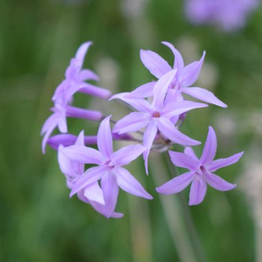 Toplumun yeşil arka planlı pembe çiçekleri (Tulbaghia ihlali). Liliaceae daimi soğan bitkisi