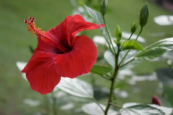 Гибискус Турция Ярко Яркий Красный Гибискус Цветок Растущий Открытом Воздухе — стоковое фото