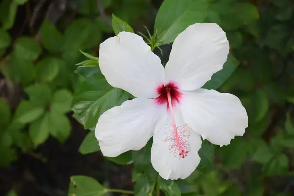 Белый Большой Цветок Гибискуса Пчелой Hibiscus Sinensis Зеленом Природном Фоне — стоковое фото