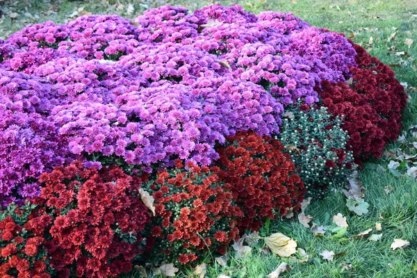 Hermosos Coloridos Crisantemos Frescos Otoño Ramos Rojos Púrpura Rosa Crisantemos — Foto de Stock