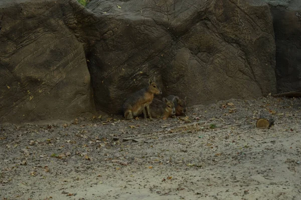 Patagonian Mara Dolichotis Patagonum Také Známý Jako Patagonian Cavy Divoký — Stock fotografie