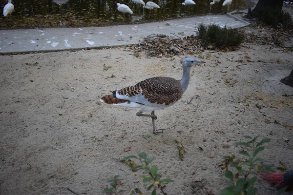 オーティス タルダ 大ブスタード が地面を歩きます 鳥の目を閉じてください 動物や野生動物 旅行や観光の概念 — ストック写真