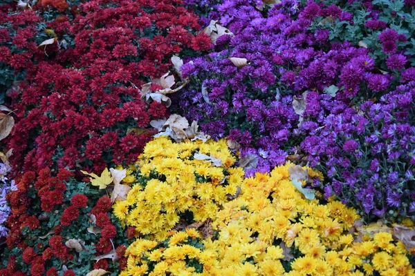 Bella Carta Parati Diversi Fiori Crisantemo Natura Autunno Fondo Floreale — Foto Stock