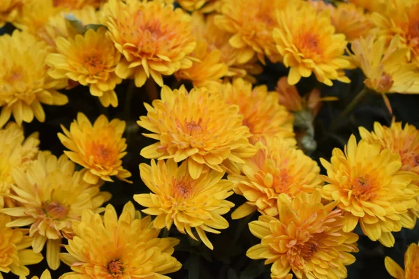 Flores Sin Envolver Crisantemos Amarillos Crisantemos Amarillos Parque Otoño — Foto de Stock