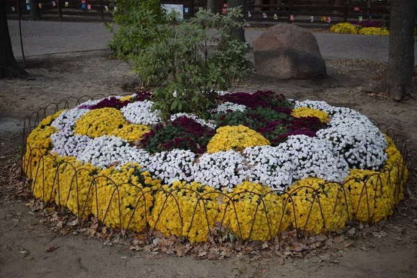 Primer Plano Imagen Variedad Crisantemos Colores Macizos Flores Multicolores Hermosos — Foto de Stock