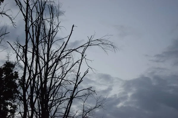 Drzewo Sylwetki Ciemnym Dramatycznym Niebie Szare Chmury Ciemne Niebo Tło — Zdjęcie stockowe