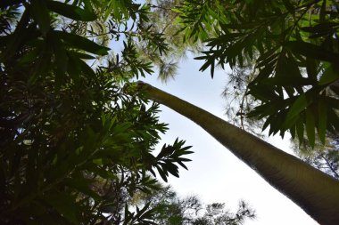 Orman parkındaki Brachiosaurus 'un dinozor heykeli. Türkiye 'deki Dinopark' ta gerçekçi bir model, Goynuk. Tarih öncesi dinozor çağı. Mavi gökyüzüne karşı Brachiosaurus 'un gerçekçi modeli.