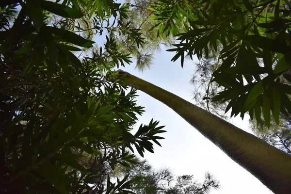 Orman parkındaki Brachiosaurus 'un dinozor heykeli. Türkiye 'deki Dinopark' ta gerçekçi bir model, Goynuk. Tarih öncesi dinozor çağı. Mavi gökyüzüne karşı Brachiosaurus 'un gerçekçi modeli.