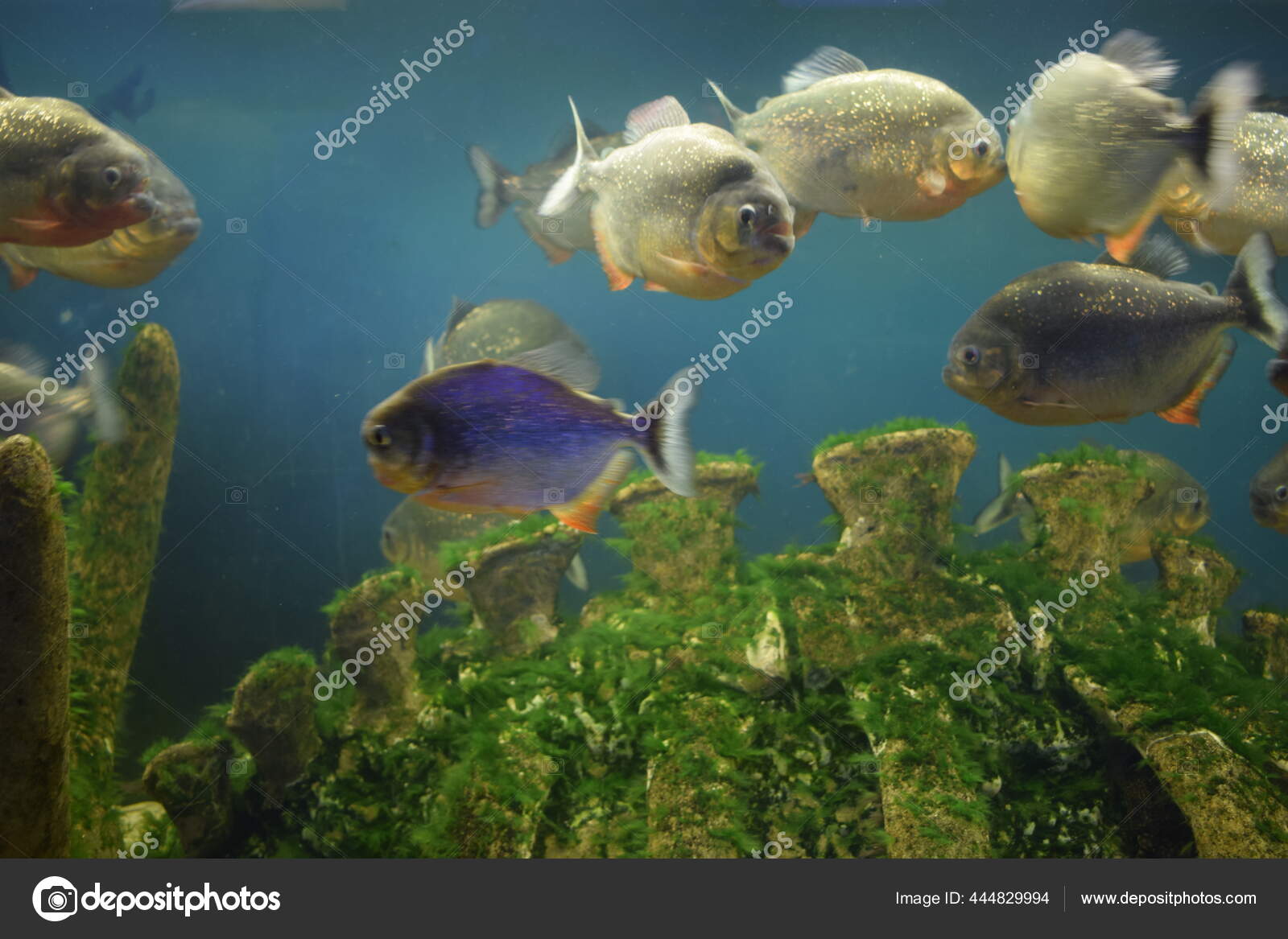 Red Piranha Red Bellied Piranha Freshwater Aquarium Pygocentrus Nattereri Freshwater Stock Photo Image By C Dianaarturovna Red Piranha Red Bellied Piranha Freshwater Aquarium Pygocentrus Nattereri Freshwater Stock Photo Image By C Dianaarturovna