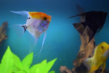 Renkli bir cichlids balığı (pterophyllum scalare) dekoratif bir akvaryumun önündeki tatlı su akvaryumunda yüzmektedir.