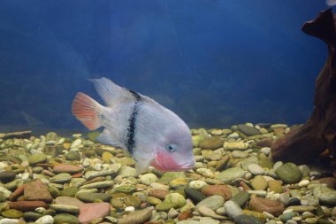 Vieja maculicauda (Blackbelt Cichlid). İlginç akvaryum balığı. Balıkçılık.