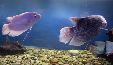 Zebra tilapia, Zebra cichlid veya bilimsel adıyla Heterotilapia Buttikoferi balığı akvaryumda yüzer.