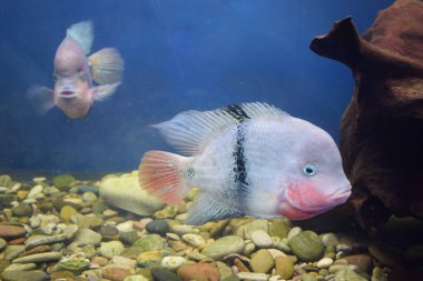 Vieja maculicauda (Blackbelt Cichlid). İlginç akvaryum balığı. Balıkçılık.