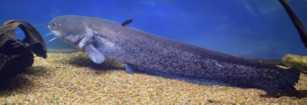 Tehlikeli kozmpolitan tatlı su yırtıcı balık kanalı yayın balığı Ictalurus punctatus, biotope akvaryumunda, popüler su ürünleri tarım türleri olan kum tabanında dinleniyor. Tatlı su balığı..