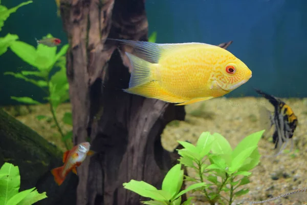 Heros Efasciatus Severum Cichlid Nada Aquário Heros Severus Nadar Aquário — Fotografia de Stock