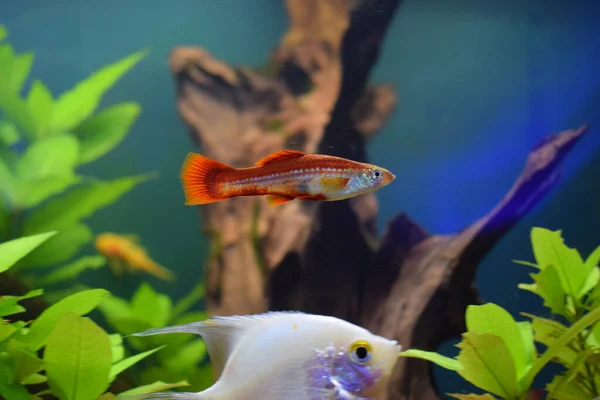 Platy (Xiphophorus maculatus) tatlı su akvaryumunda. Kırmızı Platy veya ay balığı