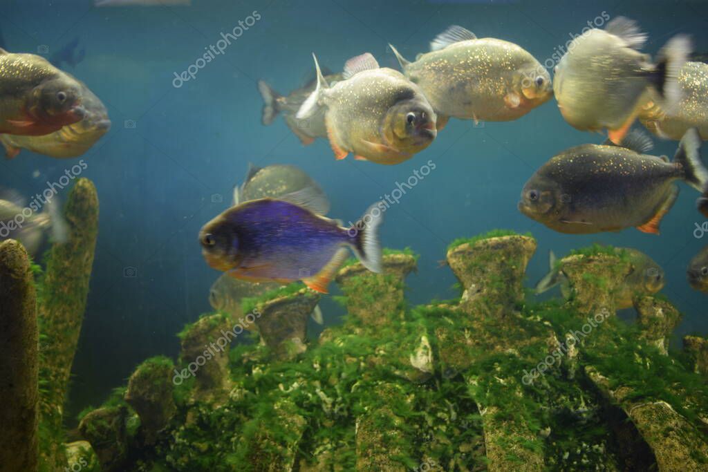 The Red Piranha Red Bellied Piranha In Freshwater Aquarium Pygocentrus Nattereri Is A Freshwater Fish In Family Serrasalmidae That Inhabits Amazon Basin South American Rivers Larastock