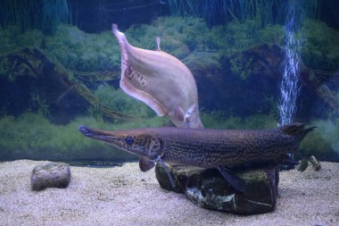 Benekli gar (Lepisosteus oculatus). Tatlı su balığı...