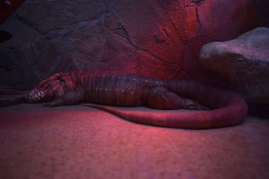 Varanus teraryumda. Sürüngenler ve zooloji.