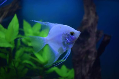 Renkli bir cichlids balığı (pterophyllum scalare) dekoratif bir akvaryumun önündeki tatlı su akvaryumunda yüzmektedir.