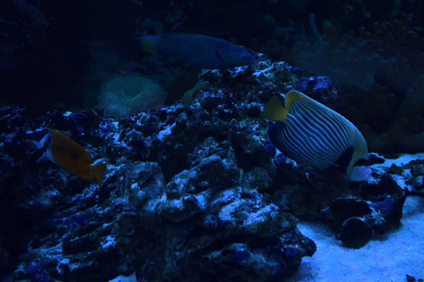 Emperador Angelfish Pomacanthus Imperator Oceanario Vida Marina Peces Exóticos Subtrópicos —  Fotos de Stock