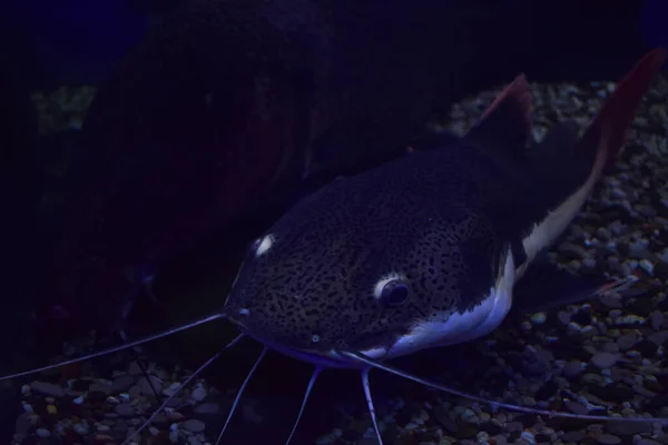 Dangerous Cosmpolitan Freshwater Predator Fish Channel Catfish Ictalurus Punctatus Rest — Stock Photo, Image