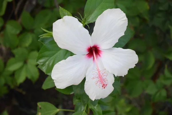Beyaz Hibiscus Türkiye kıyılarında büyüyor. Tropikal bir bahçede doğal arka planda beyaz amber çiçeği. Seçici odak.