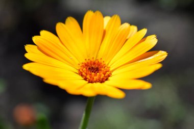 Çiçek açan kadife çiçekleri. Yeşil çimenli turuncu bir takvim. Takviyeli bahçe. Bahçe çiçekleri Bahçedeki doğa çiçekleri. Sarı-turuncu yapraklar. Yeşil bulanık arkaplan. Makro.