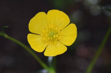 Ranunculus acris (çayırçiçeği, uzun düğün çiçeği, dev düğün çiçeği). Yeşil çimen arka planında, Ortak Düğünçiçeği sarı çiçekleri yakın plan. Seçici odak, bulanık arkaplan.