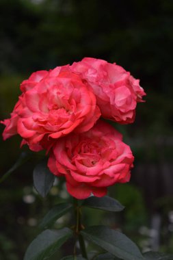 Bulanık yeşil yapraklı arka planda pembe çalı gülü