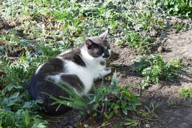 Güzel, tüylü bir kedi gölgeli bir çimenlikte dinleniyor. Çimlerin üzerinde siyah beyaz kedi.
