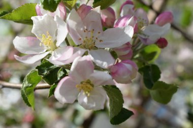 Elma ağacı çiçeği. Doğanın arka planında çiçek açan elma, güzel bir bahçede bahar çiçekleri. Yakın plan. Kavram. Kart, kartpostal, duvar kağıdı, basılı ürünler..
