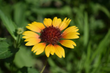 Bir çiçek Gaillardia aristatası (yaygın gaillardia). Kırmızı ve sarı yapraklı çiçekler yaz bahçesinde bulanık arka planda.
