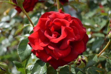Kocaman kırmızı bir gül. Koyu kırmızı renk. Tomurcuklu büyük güzel kırmızı gül çiçeği. Hassas gül yaprakları makro arka plan. Bokeh doğa bitki bahçeli güzel büyük kırmızı bir gül..