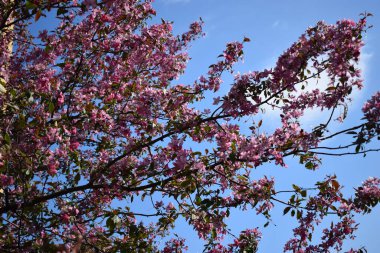 Çiçek açan sakura, kiraz ya da mavi gökyüzü arka planında pembe çiçekli badem ağacı. Bahar pembe çiçekleri yakın plan, güzel çiçek arkaplanı, kartpostal