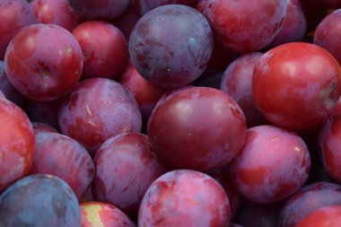 Olgun Erikler Arkaplan, Doku. Olgun sulu erik yakından. Bahçede kırmızı erik. Bahçe işleri konsepti. Meyve suyu ve meyve suyu üretimi. Hasat konsepti.