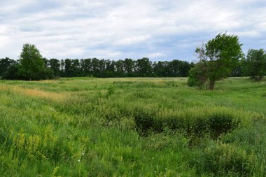 Çayırın arka planında yeşil çimenler, bulutlu bir yaz günü. Çiçekler renkli bir çayırda büyüyor..