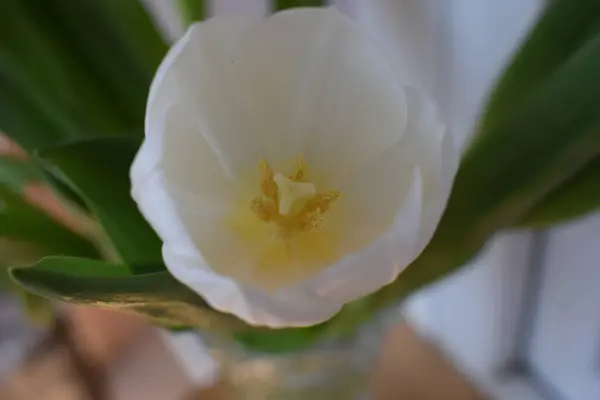 Blanco Tulipán Vista Superior Regalo Para Día Mujer Día Madre —  Fotos de Stock