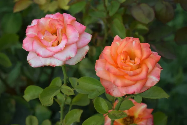 Bela Rosa Rosas Laranja Jardim Rosas Florescer Rosas Laranja Florescendo — Fotografia de Stock