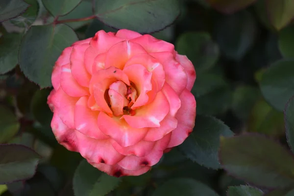 Rosas Blancas Rojas Florecen Jardín Rosa Blanca Roja Jardín Rosa — Foto de Stock