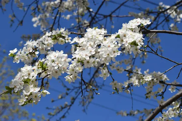 Brunch Flor Primavera Lindas Flores Brancas Nos Ramos Árvore Fundo — Fotografia de Stock