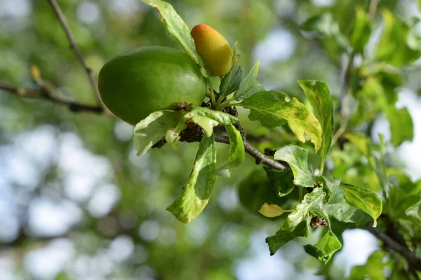 Green Plum Fruit Branch Surrounded Green Leaves Branch Green Plums — Stock Photo, Image