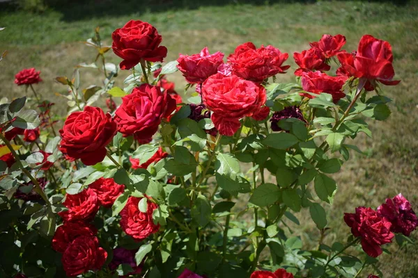 红色大理石玫瑰喷雾 其大理石色呈深红色 漂亮的领带染料把玫瑰花束得紧紧的 艳丽的红玫瑰花朵 花园里升起了红色大理石窗帘的布景 — 图库照片