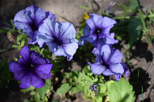 ペチュニア大花のLimbo Blue Veined 緑の葉を背景に庭にペチュニア1年白と紫の花を咲かせます — ストック写真