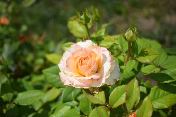 아름다운 베이지 장미를 클로즈업합니다 아름다운 장미는 베이지 분홍색 정원에 피웠습니다 — 스톡 사진