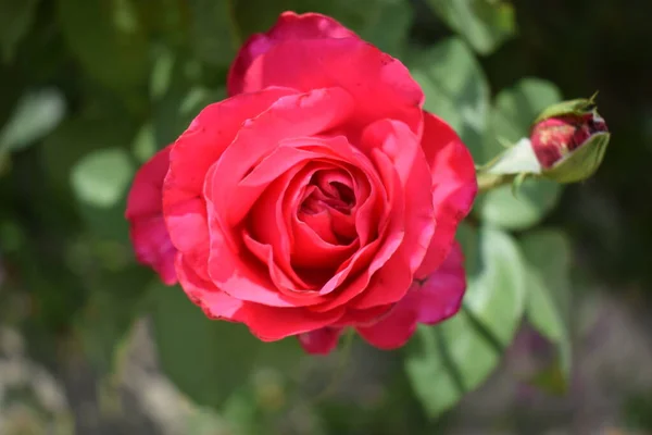 Fechar Rosa Vermelha Cor Laranja Bonita Jardim Laranja Vermelha Pálida — Fotografia de Stock