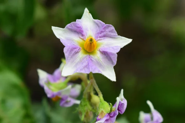 Kartoffelblüten Wachsen Garten Kartoffelblumen Blühen Sonnenlicht Weiße Blühende Kartoffelblüte Auf — Stockfoto